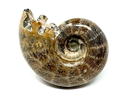 Ammonite Lytoceras Polished 6.6cm