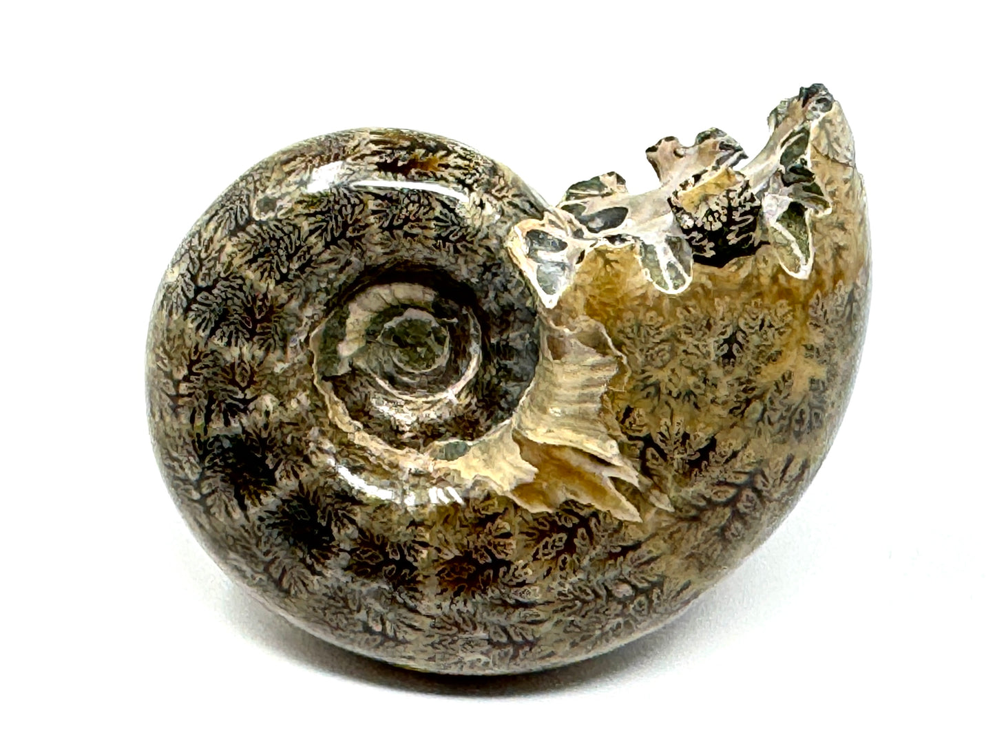 Ammonite Lytoceras Polished 6.6cm