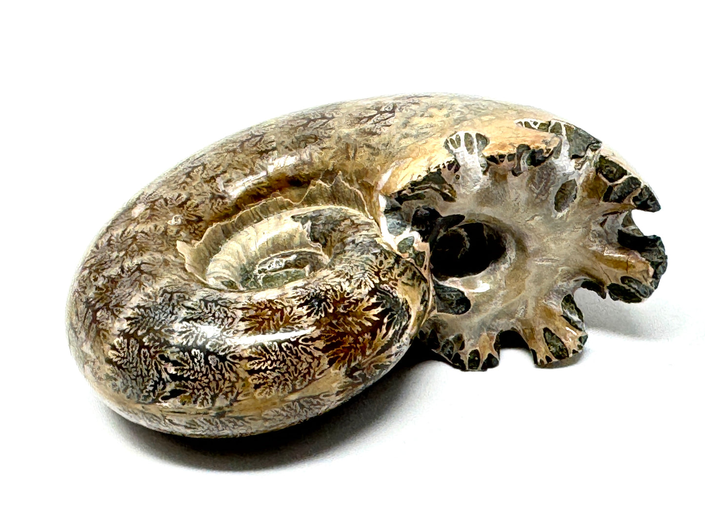 Ammonite Lytoceras Polished 6.6cm