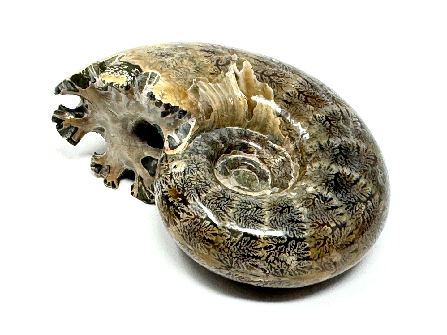 Ammonite Lytoceras Polished 6.6cm