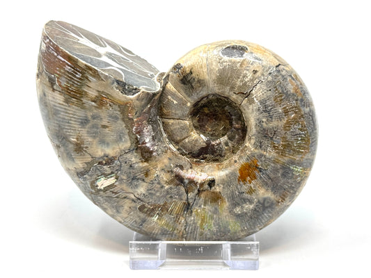 Large Ammonite Lytoceras Polished 12.7cm