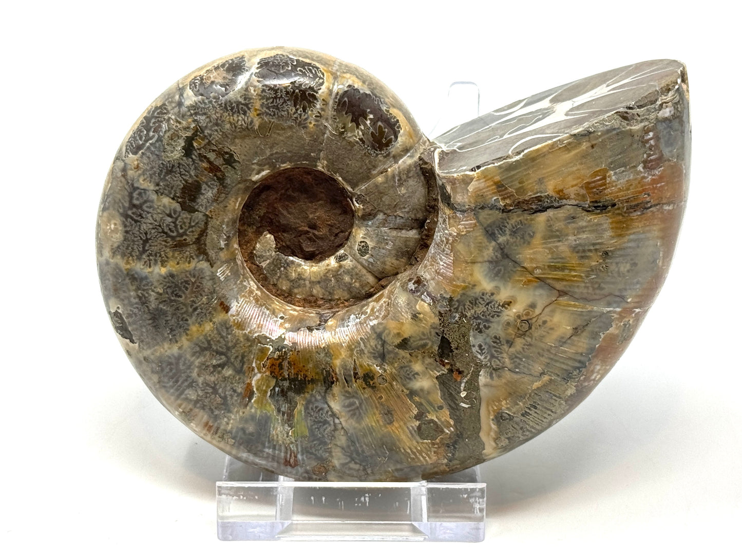 Large Ammonite Lytoceras Polished 12.7cm