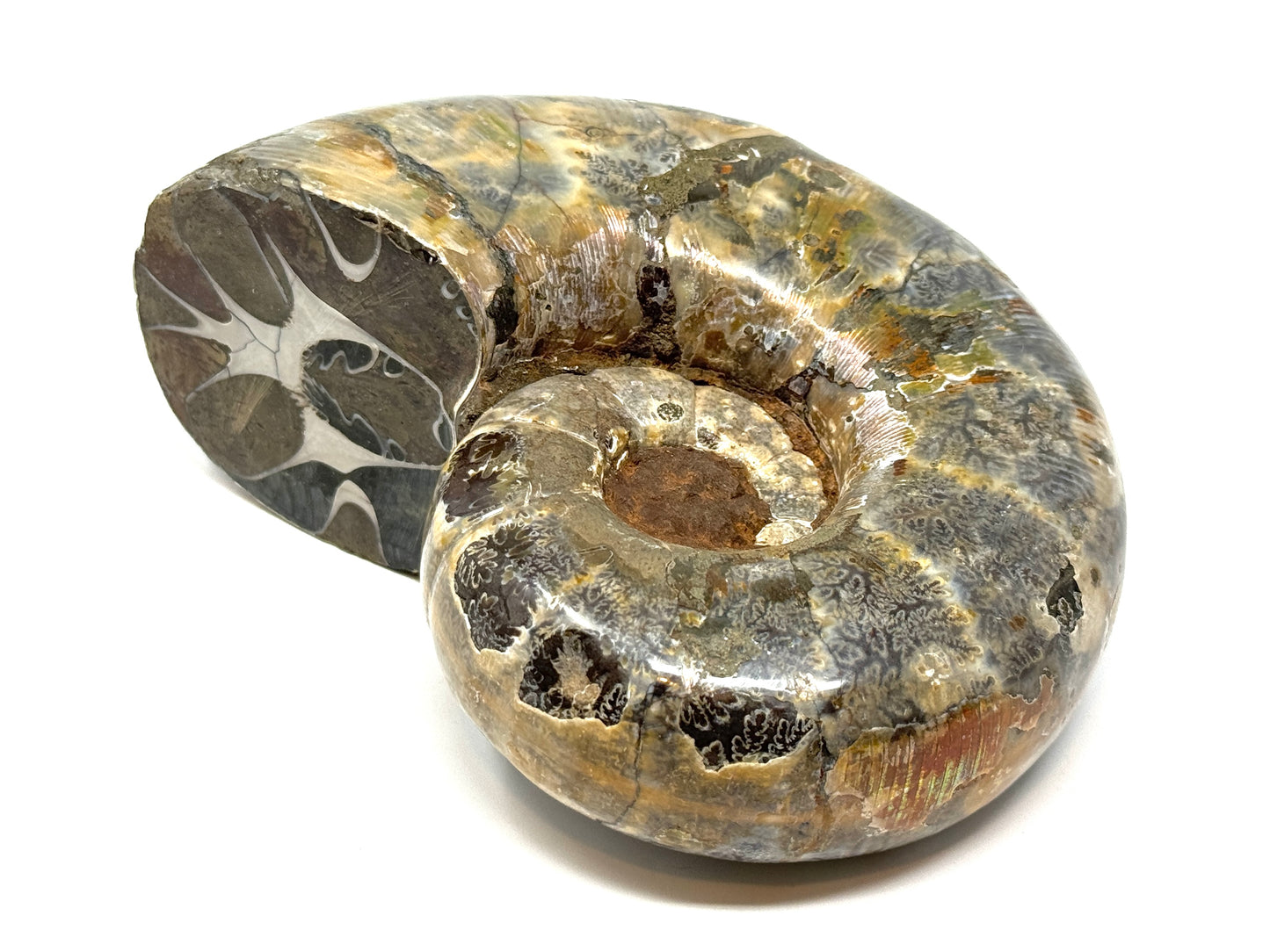 Large Ammonite Lytoceras Polished 12.7cm