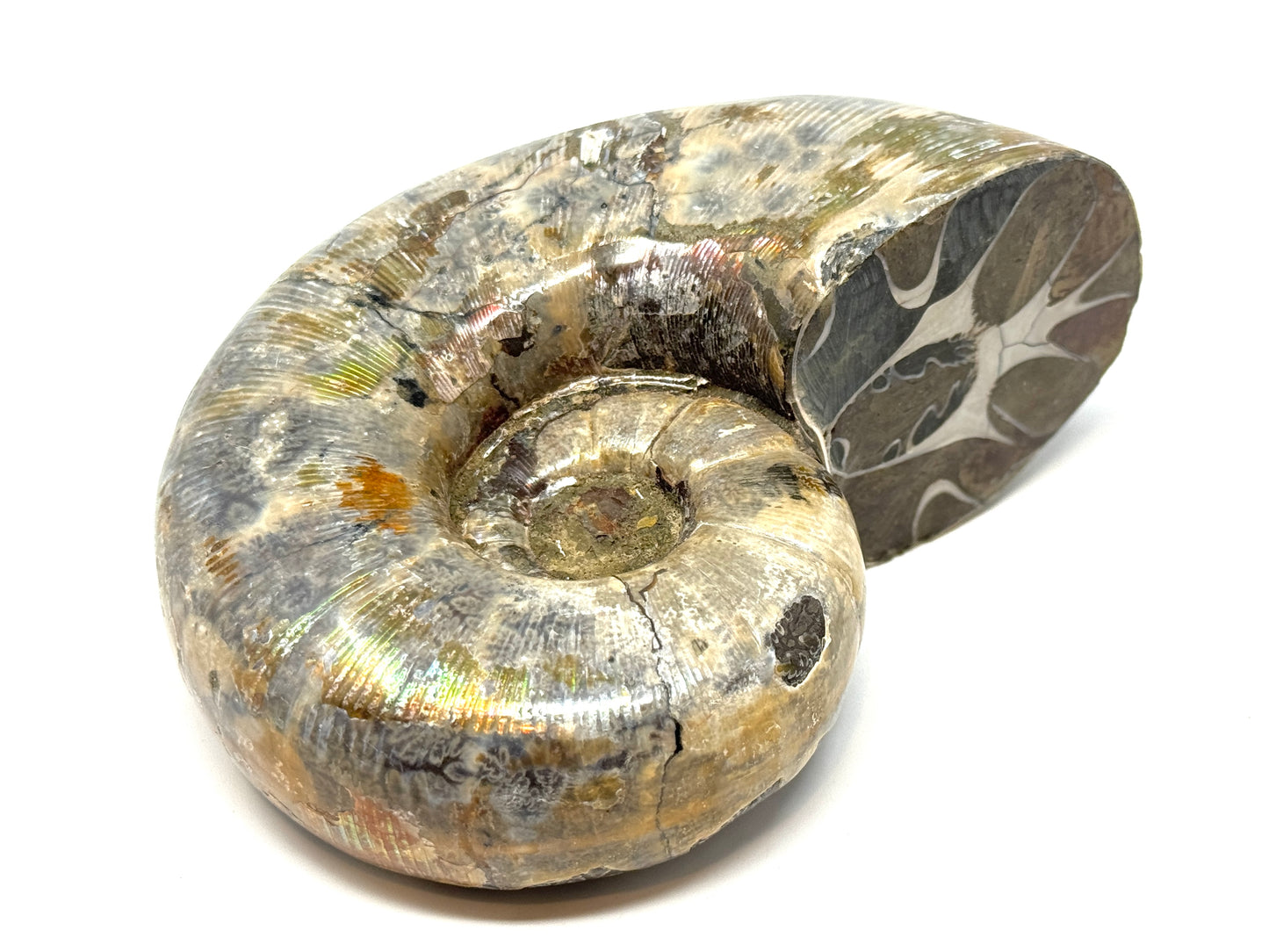 Large Ammonite Lytoceras Polished 12.7cm
