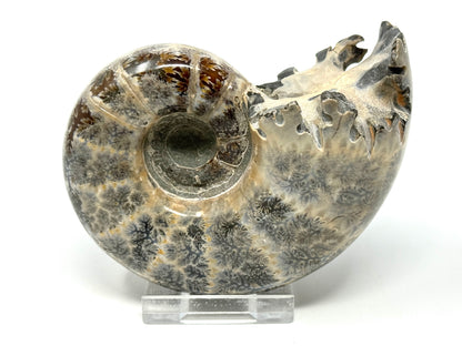 Ammonite Lytoceras Polished 9.9cm