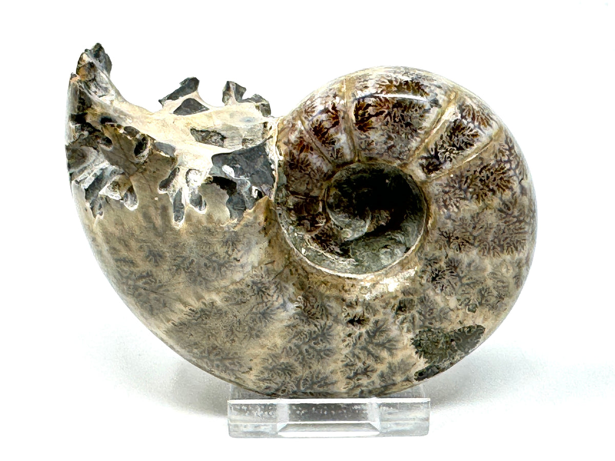 Ammonite Lytoceras Polished 9.9cm