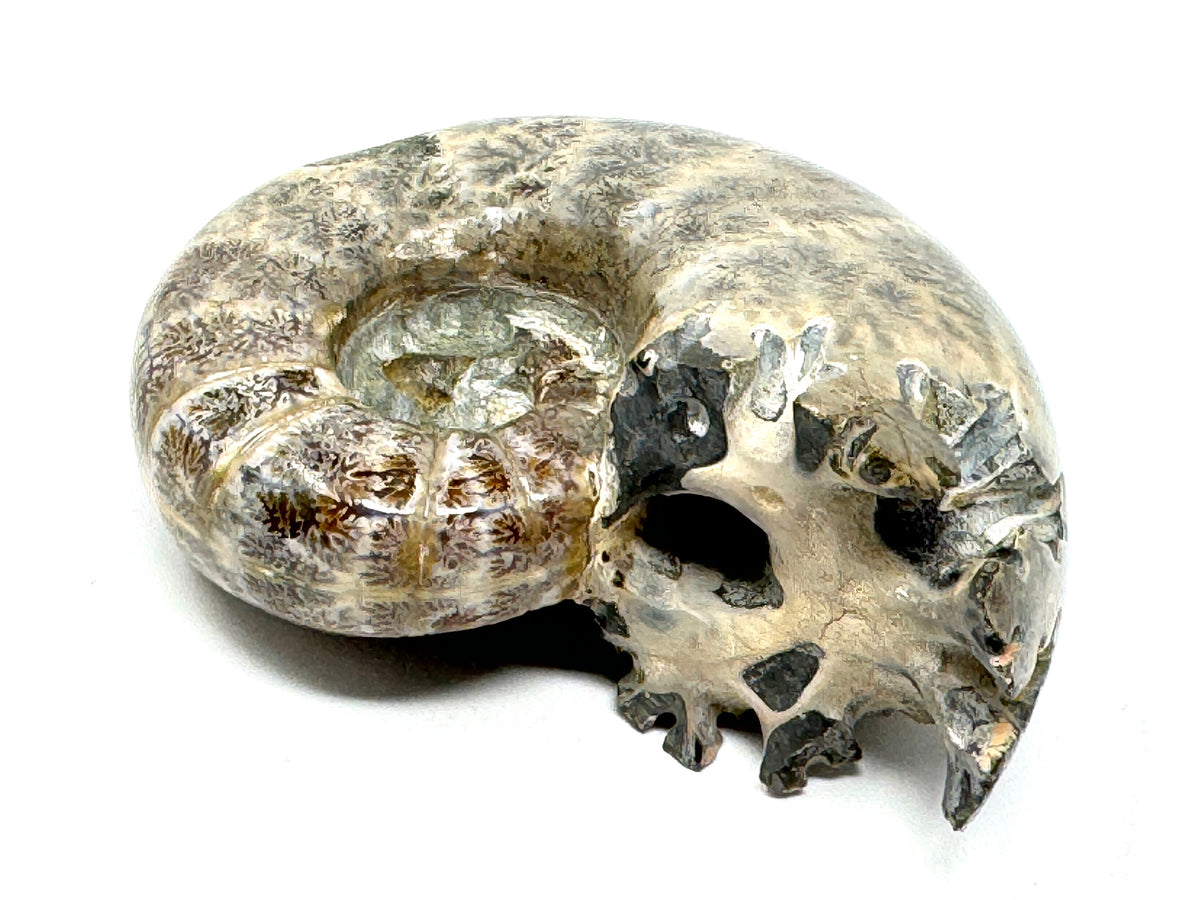 Ammonite Lytoceras Polished 9.9cm