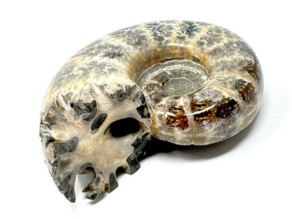 Ammonite Lytoceras Polished 9.9cm
