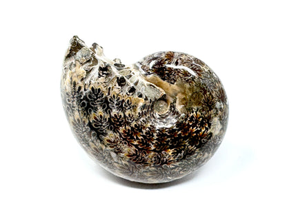 Ammonite Phylloceras Polished 7.7cm