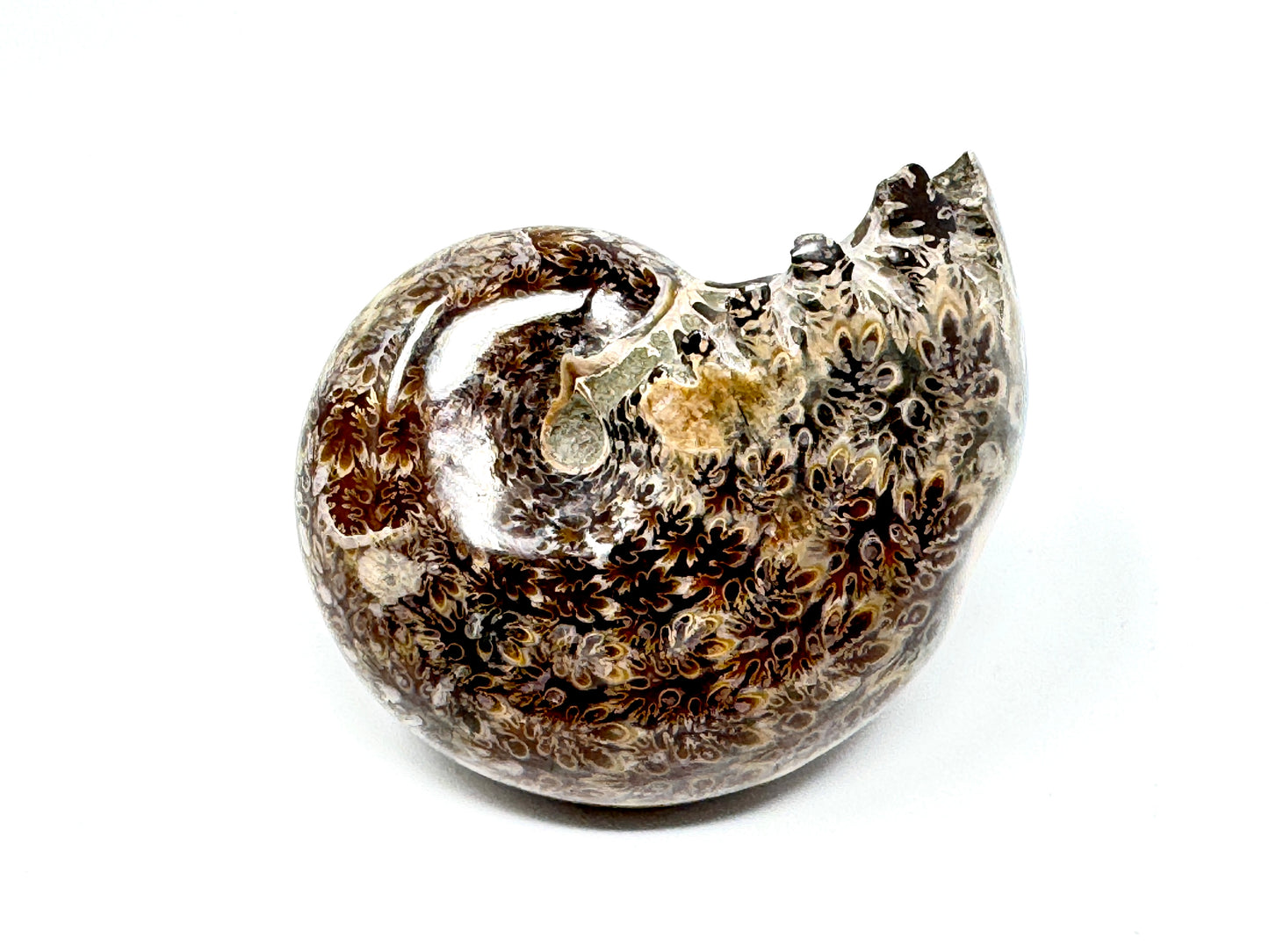 Ammonite Phylloceras Polished 7.7cm