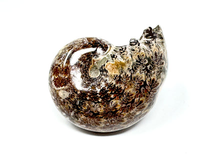 Ammonite Phylloceras Polished 7.7cm