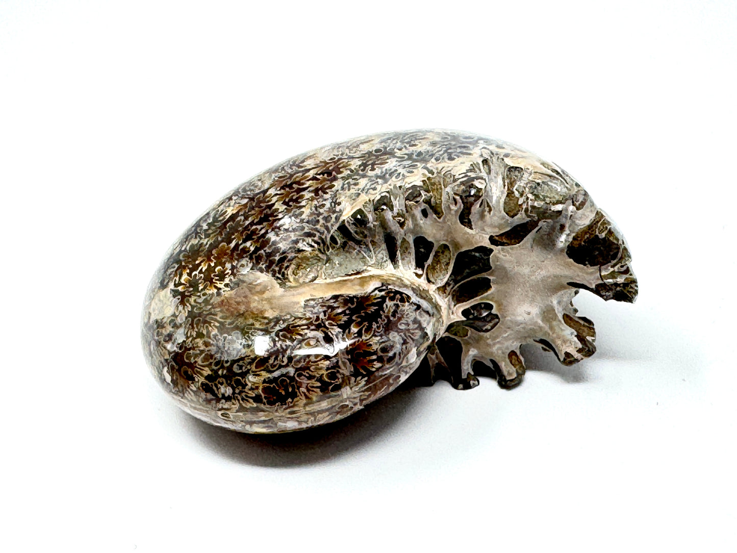 Ammonite Phylloceras Polished 7.7cm