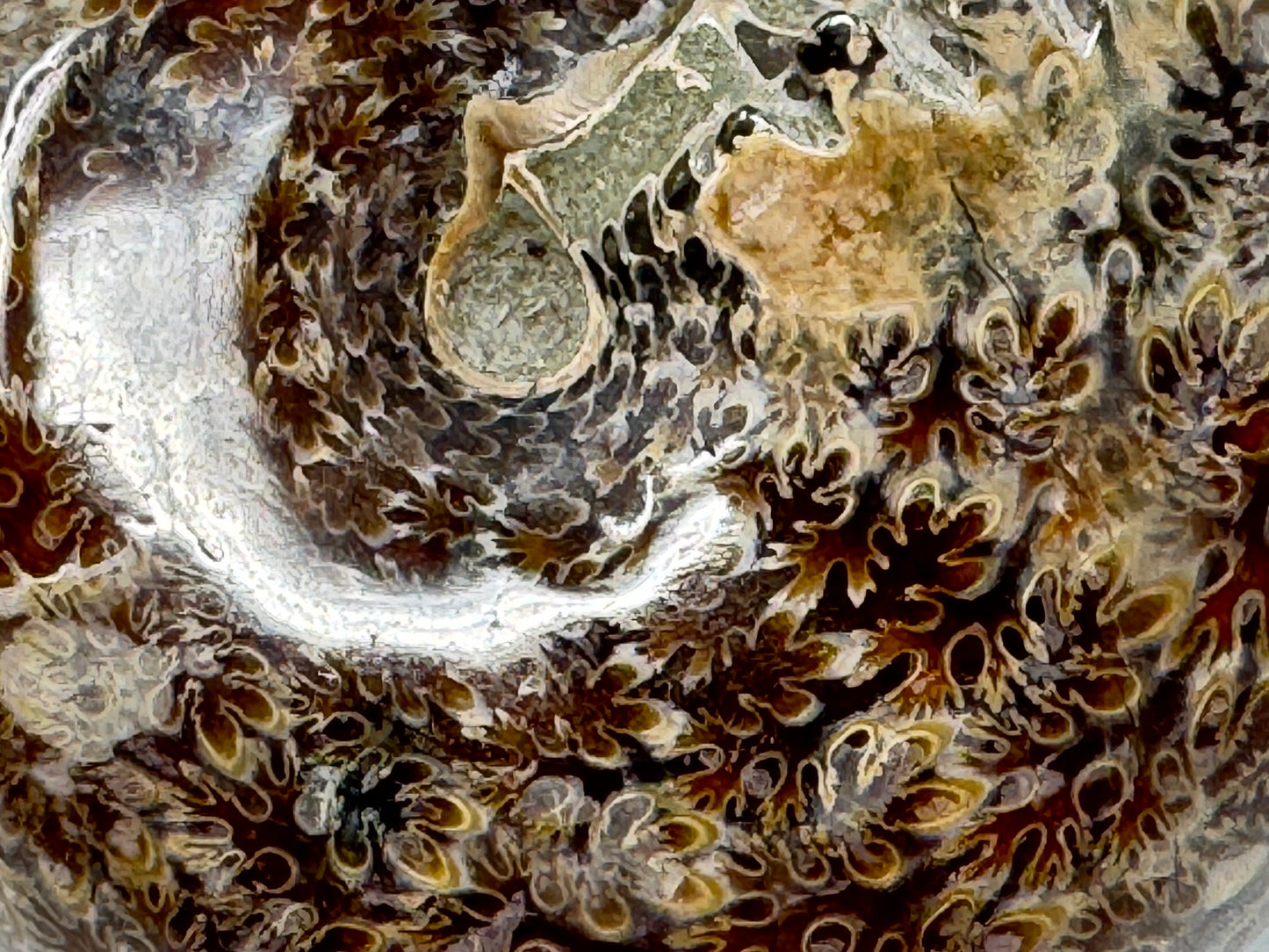 Ammonite Phylloceras Polished 7.7cm