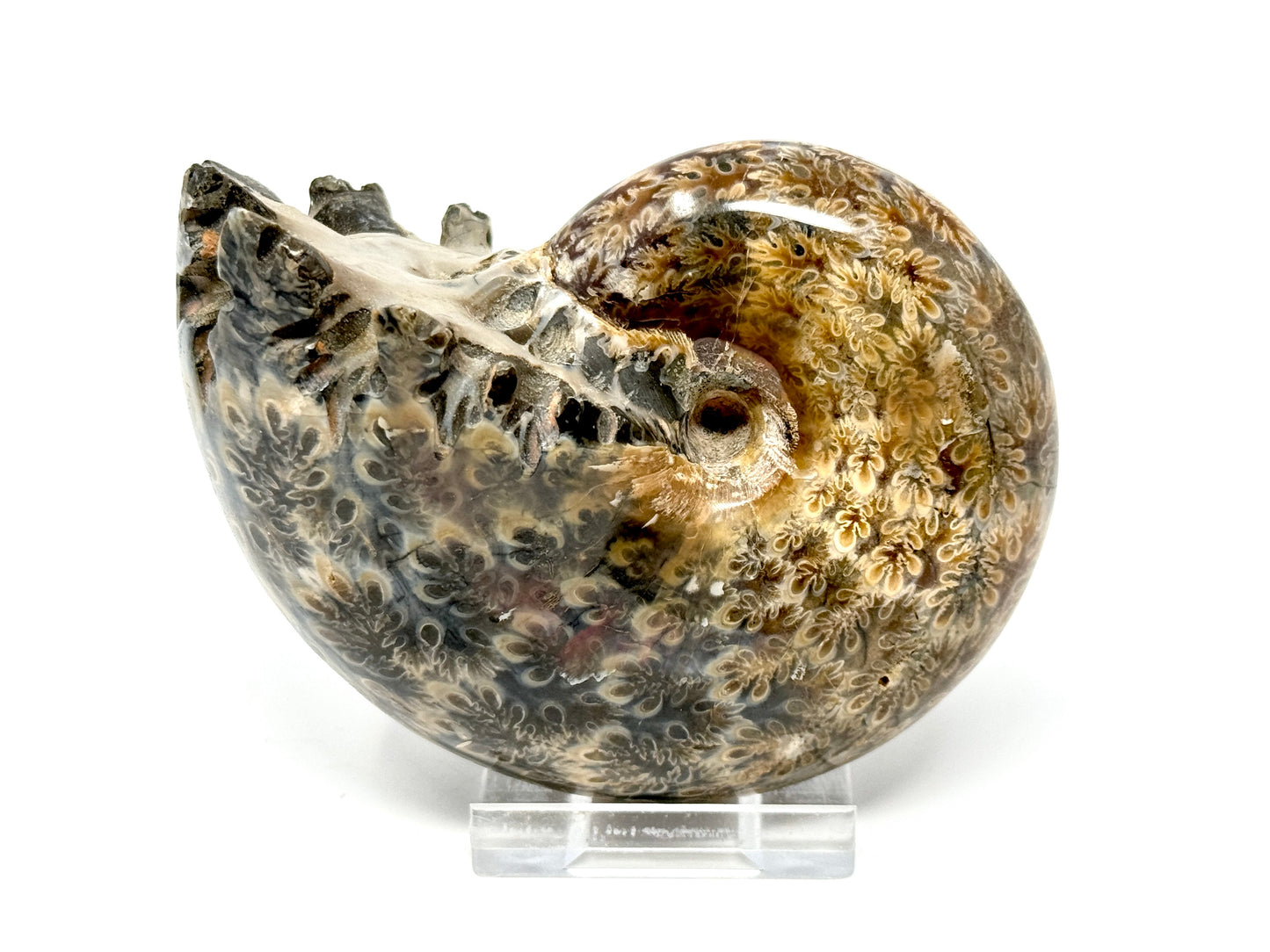Ammonite Phylloceras Polished 9.8cm