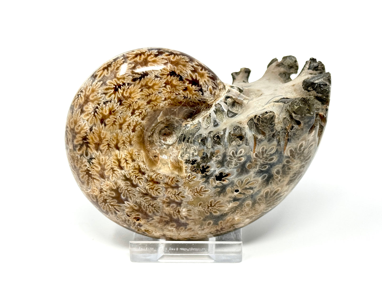 Ammonite Phylloceras Polished 9.8cm