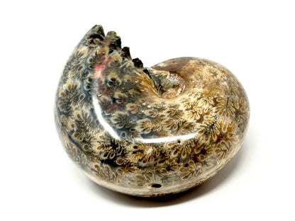 Ammonite Phylloceras Polished 9.8cm
