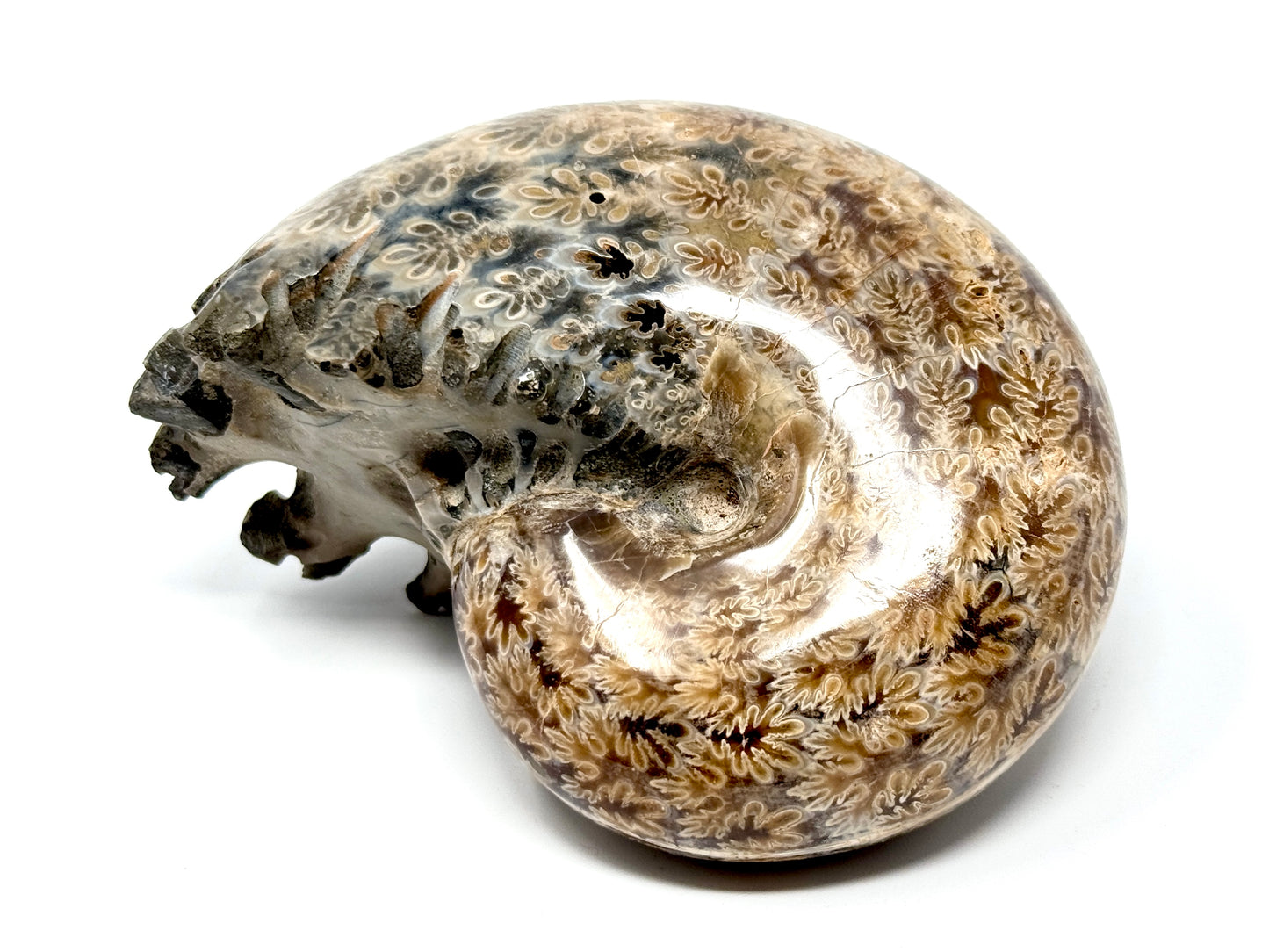 Ammonite Phylloceras Polished 9.8cm