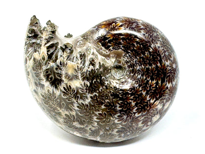 Ammonite Phylloceras Polished 7.6cm