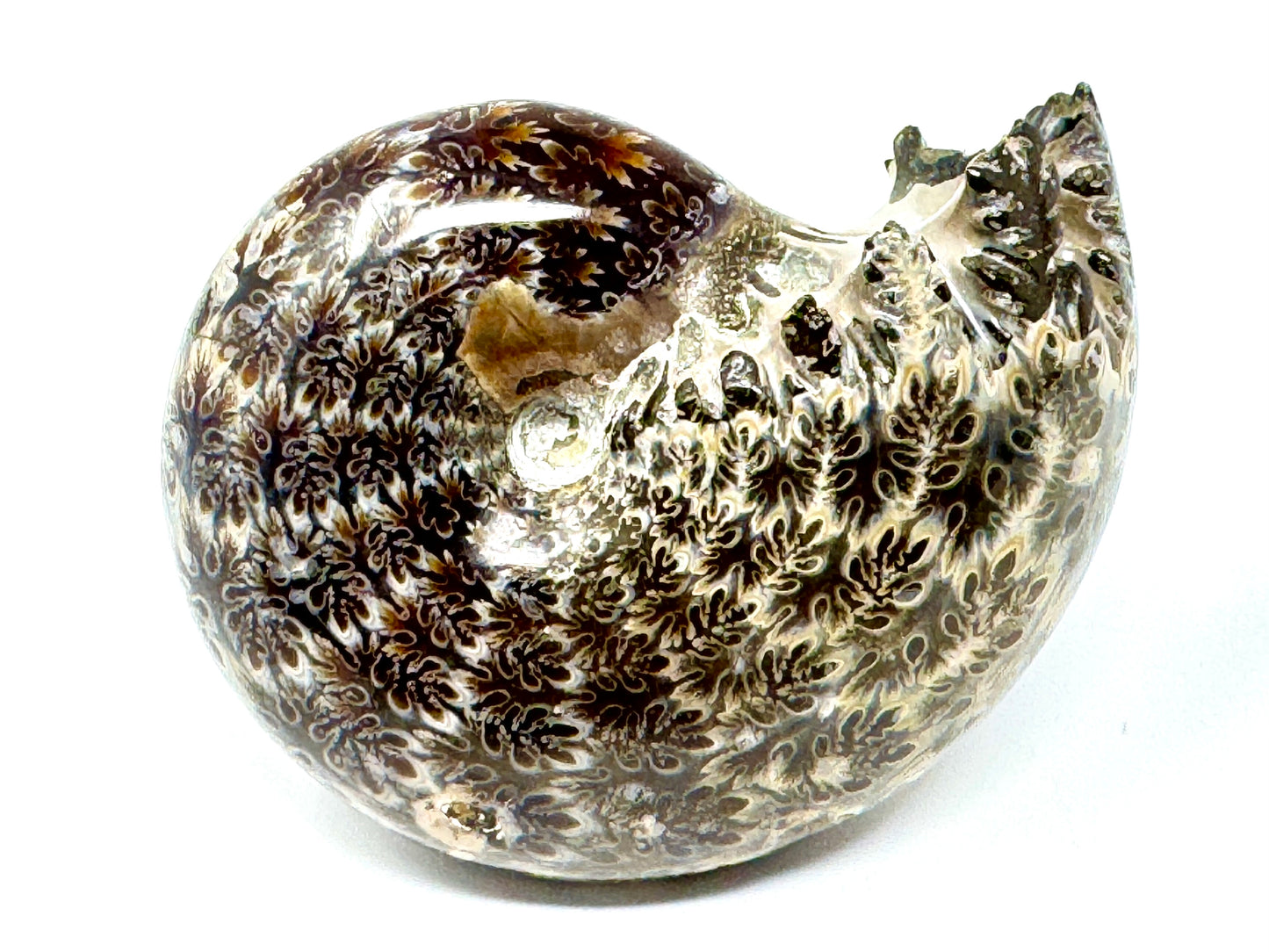 Ammonite Phylloceras Polished 7.6cm