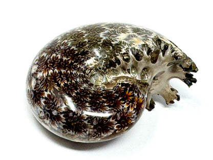 Ammonite Phylloceras Polished 7.6cm