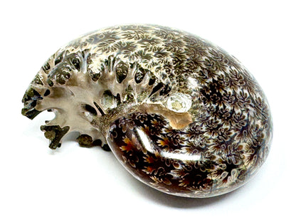 Ammonite Phylloceras Polished 7.6cm