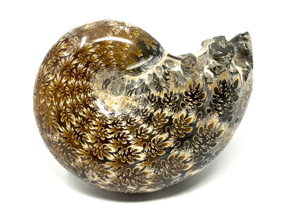 Ammonite Phylloceras Polished 9cm