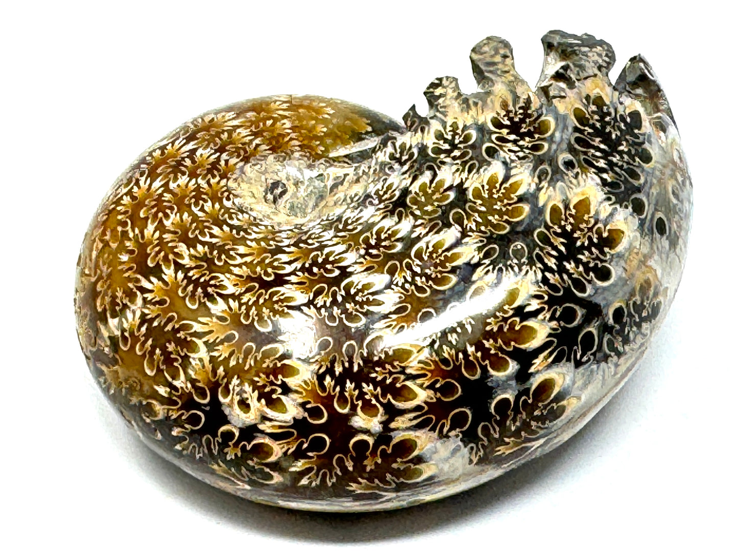 Ammonite Phylloceras Polished 9cm