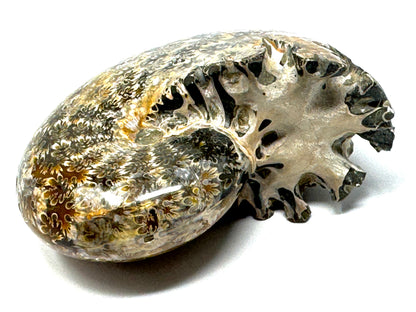 Ammonite Phylloceras Polished 9cm