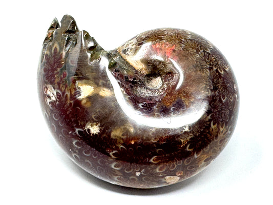 Ammonite Phylloceras Polished 7.7cm