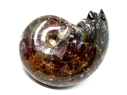 Ammonite Phylloceras Polished 7.7cm