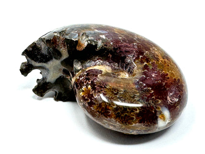 Ammonite Phylloceras Polished 7.7cm