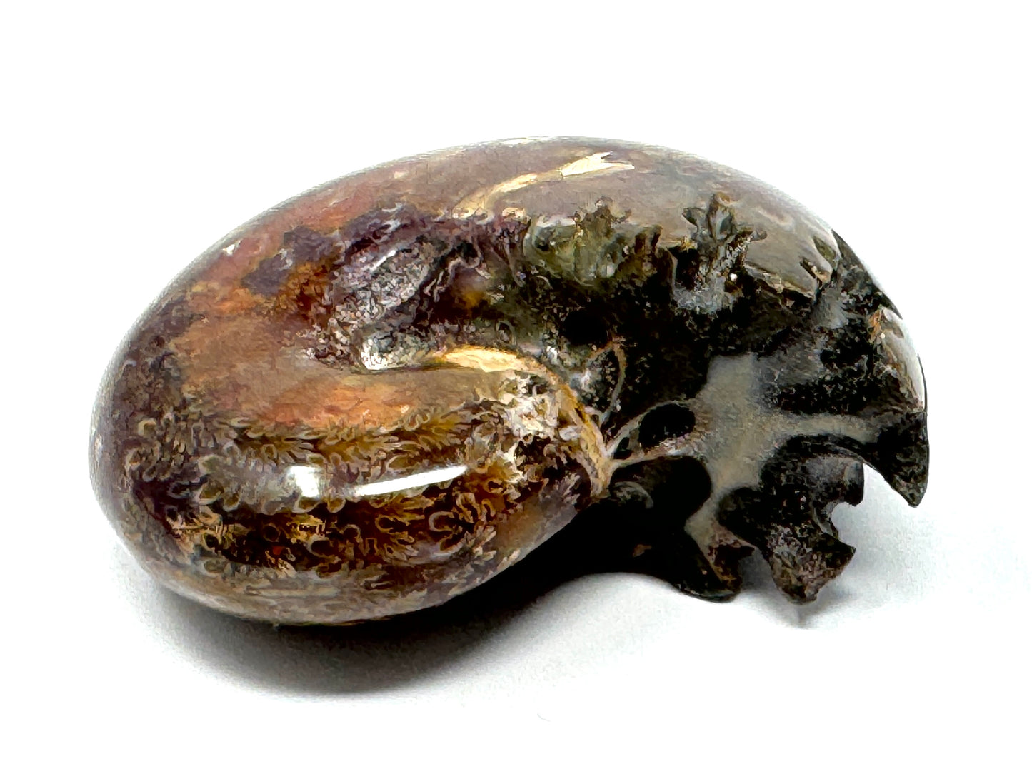 Ammonite Phylloceras Polished 7.7cm