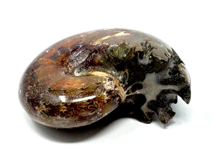 Ammonite Phylloceras Polished 7.7cm