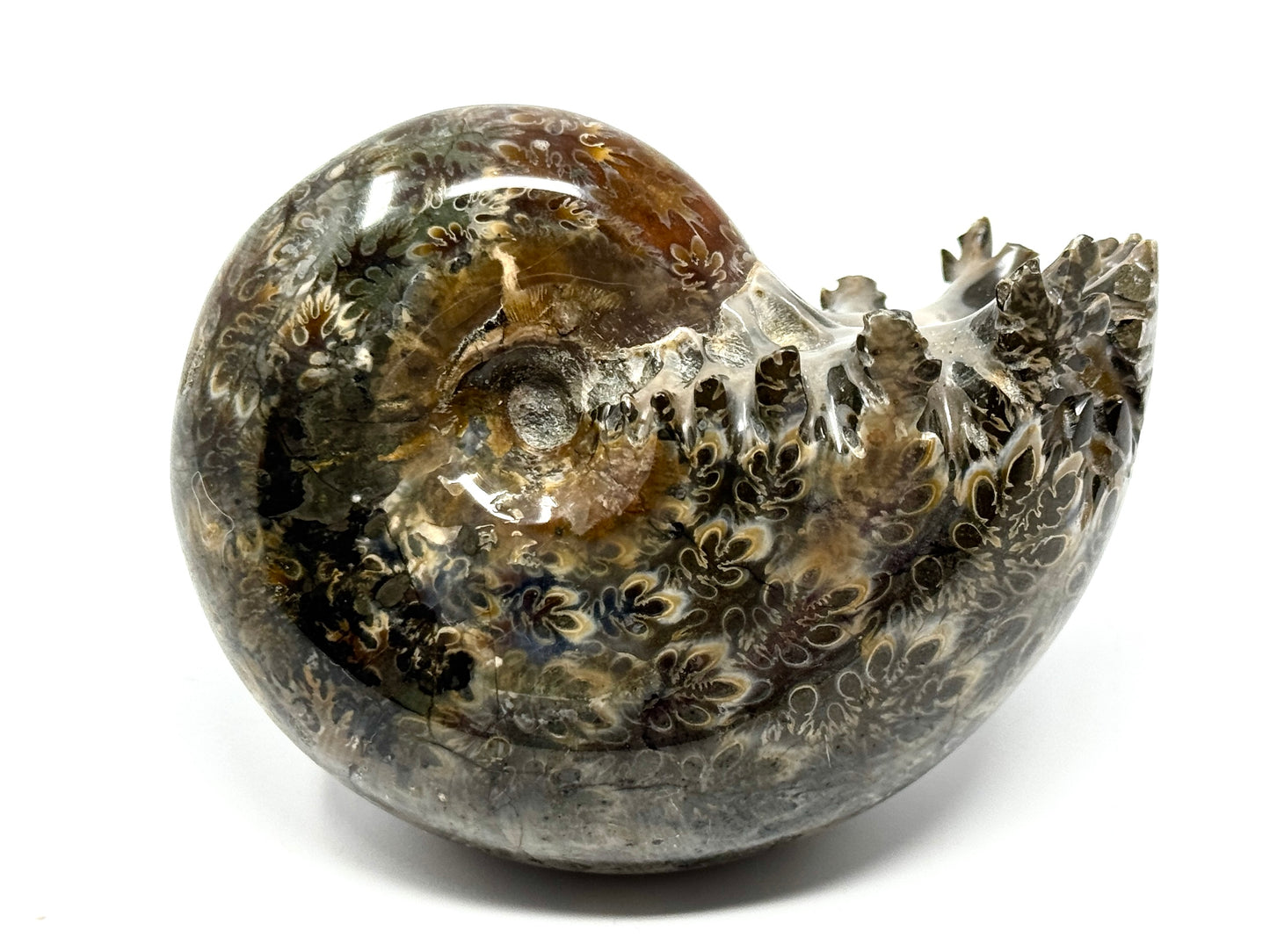 Ammonite Phylloceras Polished 9.2cm
