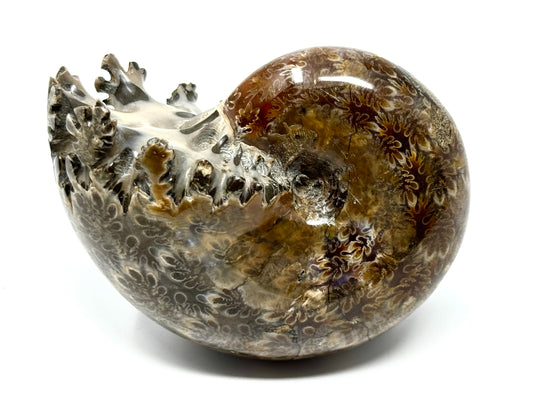 Ammonite Phylloceras Polished 9.2cm