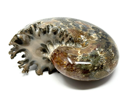 Ammonite Phylloceras Polished 9.2cm