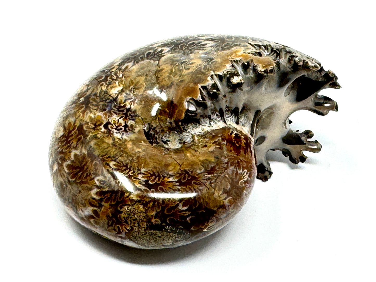 Ammonite Phylloceras Polished 9.2cm