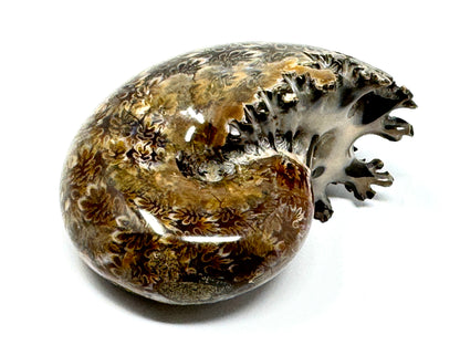 Ammonite Phylloceras Polished 9.2cm