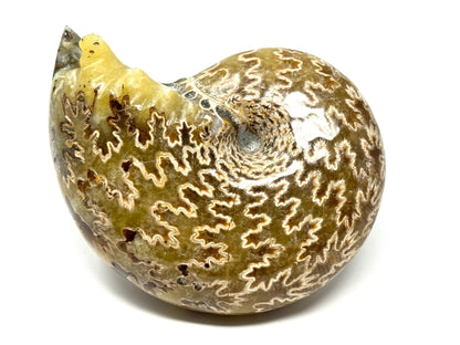 Ammonite Phylloceras Polished 9.5cm