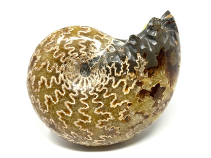 Ammonite Phylloceras Polished 9.5cm