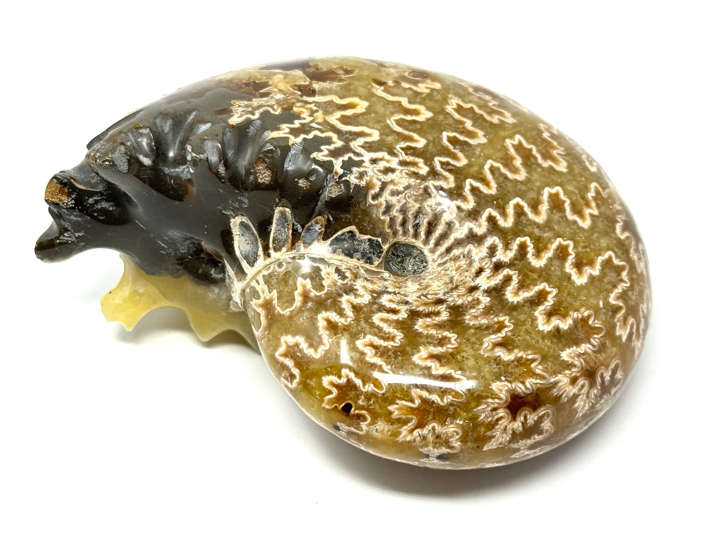 Ammonite Phylloceras Polished 9.5cm