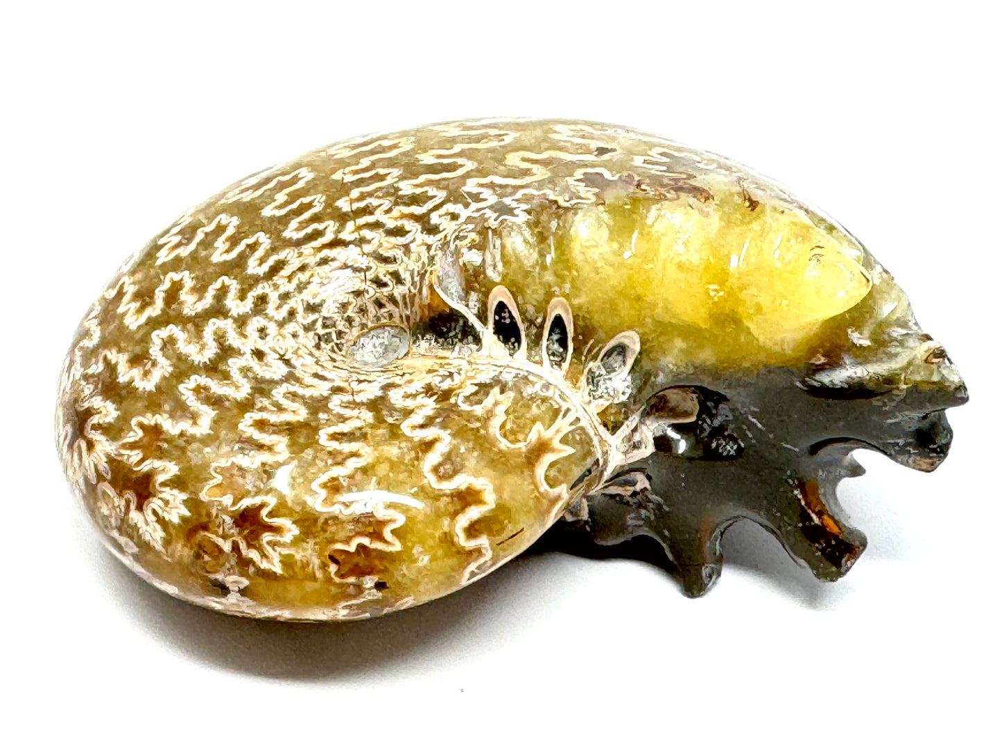 Ammonite Phylloceras Polished 9.5cm
