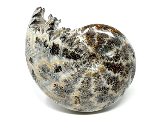 Large Ammonite Phylloceras Polished 11.5cm