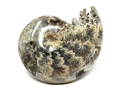 Large Ammonite Phylloceras Polished 10.7cm