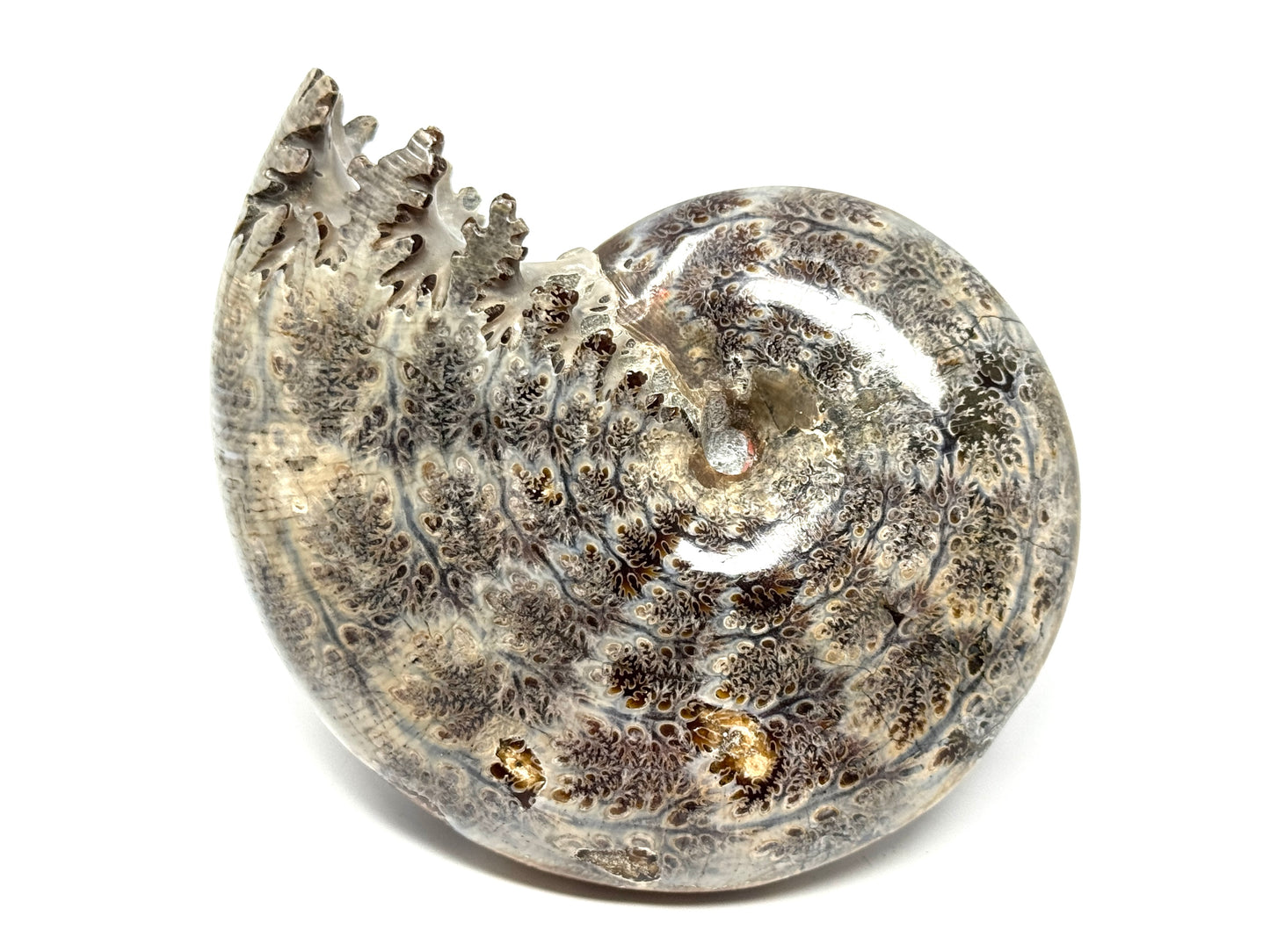 Large Ammonite Phylloceras Polished 10.7cm