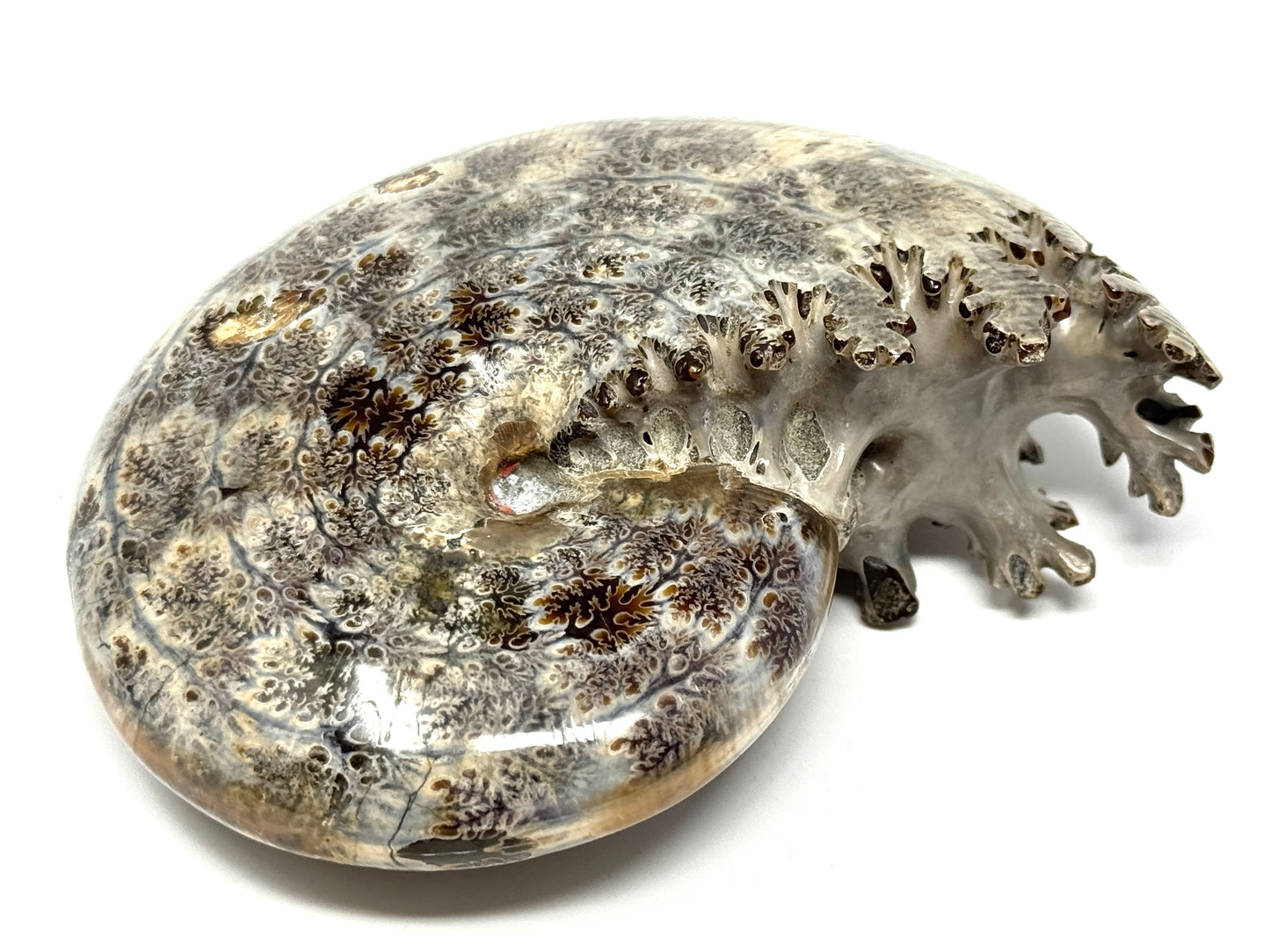 Large Ammonite Phylloceras Polished 10.7cm