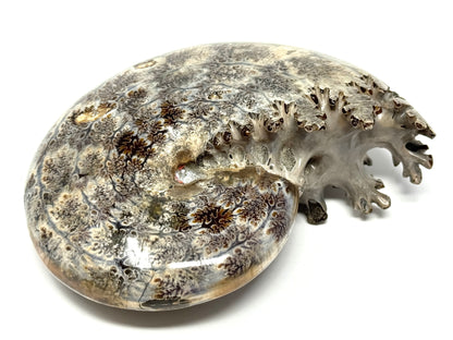 Large Ammonite Phylloceras Polished 10.7cm