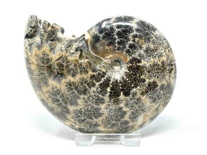 Ammonite Phylloceras Polished 10.2cm
