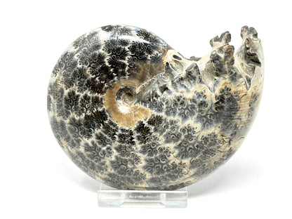 Ammonite Phylloceras Polished 10.2cm