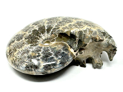 Ammonite Phylloceras Polished 10.2cm